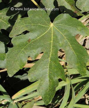 figg tree leaf