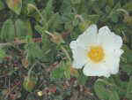 Cistus