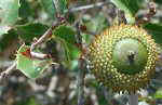 Holm oak