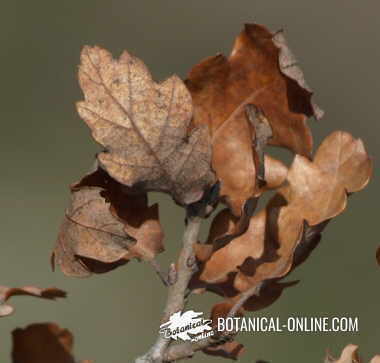 Oak leaves in winter