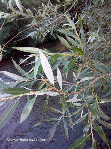 Willow leaves 