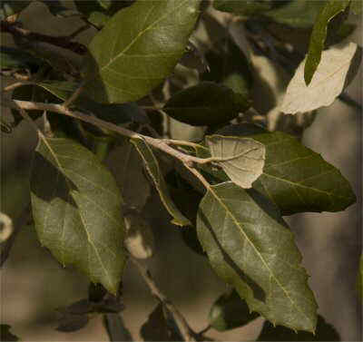 Leaves of Quercus suber L.