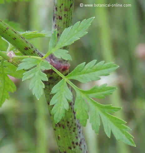 conium maculatum leaf