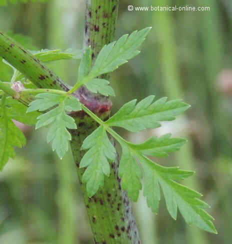 Photo of hemlock purple spots on thestem