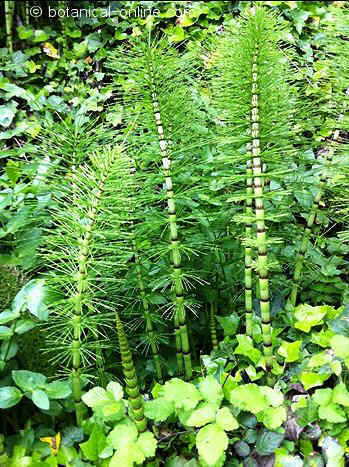 equisetum