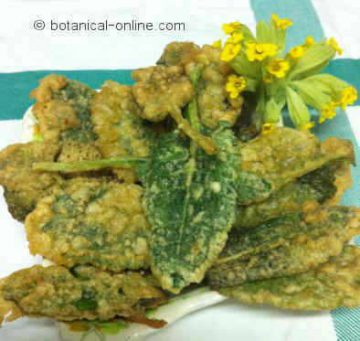 Breaded Cowslip leaves