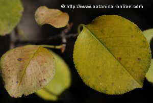 Dry leaves