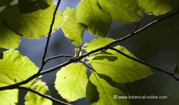 Beech leaves