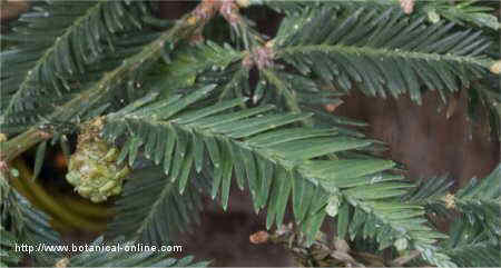 Leaves and cones of secuoia