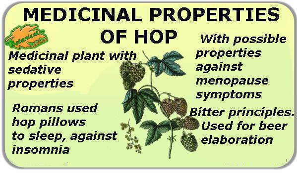 medicinal properties of hops