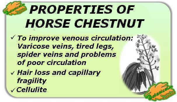 horse chestnut properties