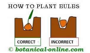 how to plant bulbs