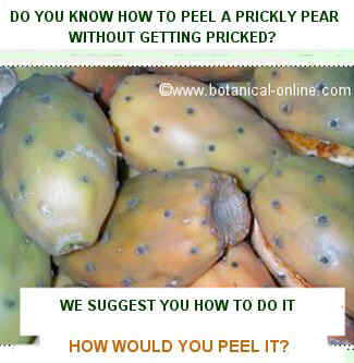 peeling prickly pear