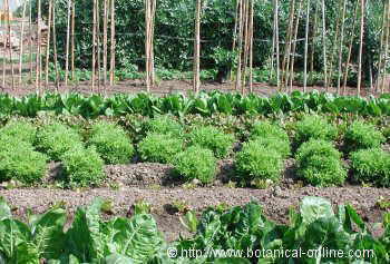 Vegetable garden with different green leafy vegetables
