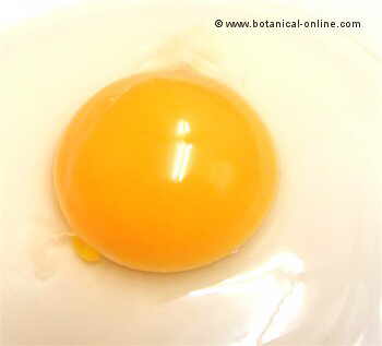 Egg photo