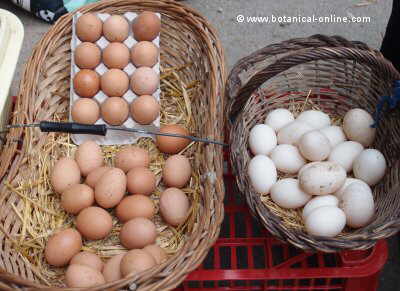 Different type of eggs in an street market