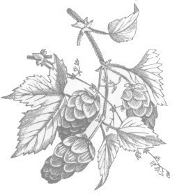 hop lupulin