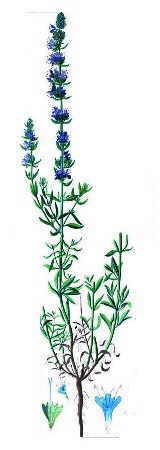 hyssop