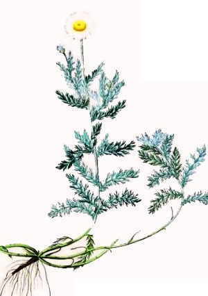 plant illustration