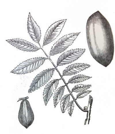 Illustration of a branch a fruit and a seed of pecan