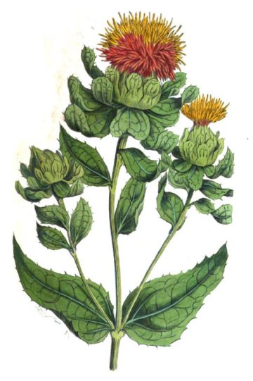 Illustration of the plant