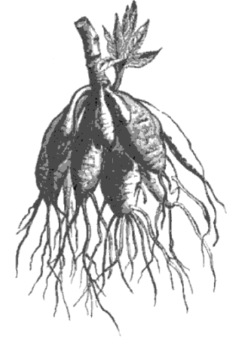 tuberous roots