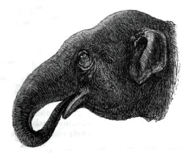 Asian elephant