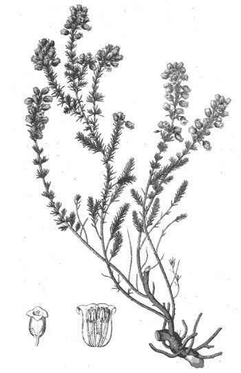 Erica vulgaris or calluna vulgaris, Common Heather, ling, heath or