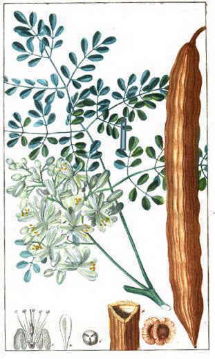 Illustration of plant