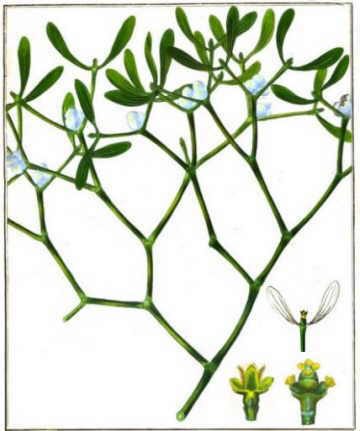 Plant illustration 