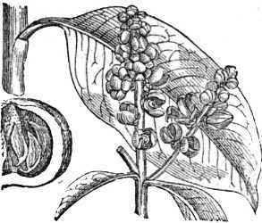 Illustration of the plant