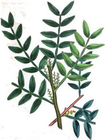 Mastic tree (Pistacia lentiscus)