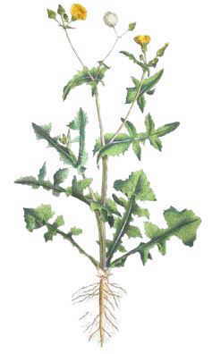 Sonchus oleraceus