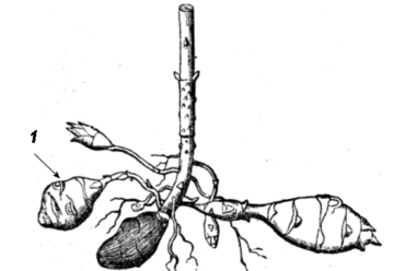 Jerusalem artichoke