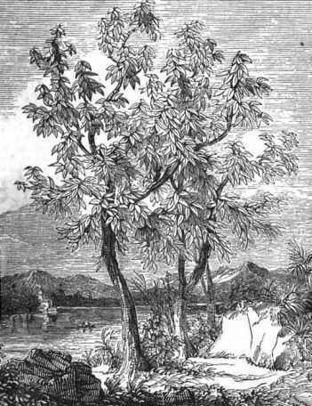 cocoa tree