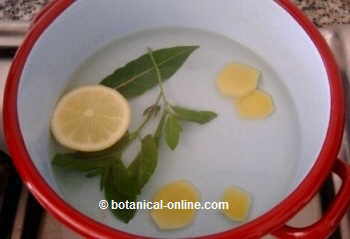 Infusion of ginger, mint, laurel and lemon