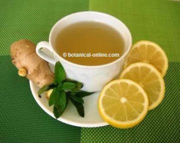 Infusion of ginger, lemon and mint