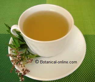 Infusion of lemon verbena