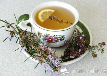 Infusion of rosemary and thyme