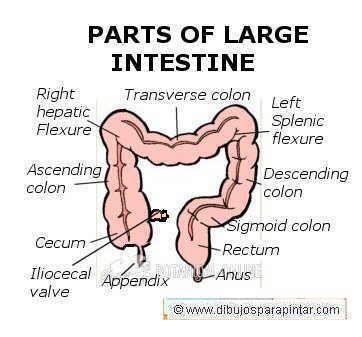 Drawing of different parts of the large intestine