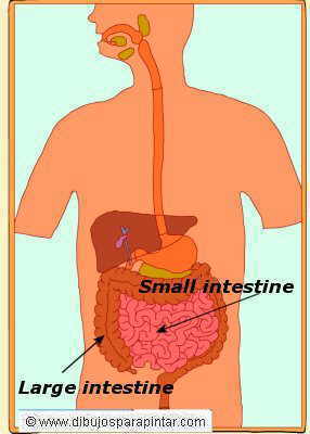 Human intestine parts