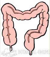 intestine colon drawing