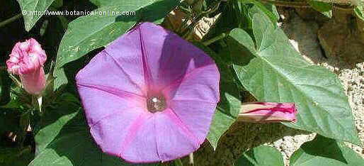 Blue morning glory (Ipomoea acuminata)