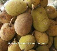 Jackfruit