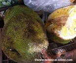 jackfruit