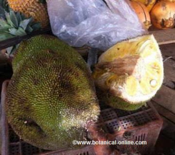 Jackfruit