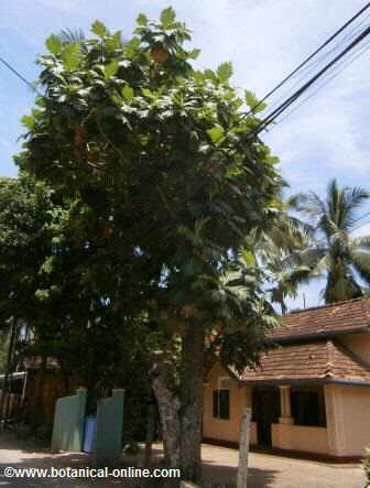 Photography of jackfruit tree on a highway in Southeast Asia.