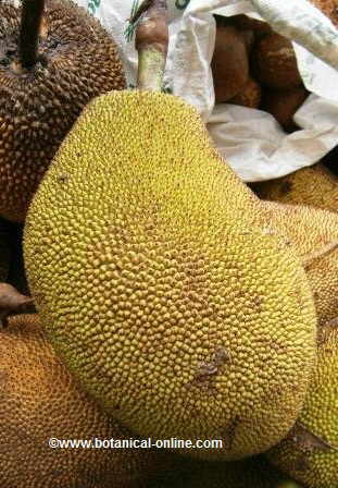 Jackfruit detail