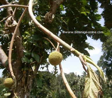 Jackfruit tree with two fruits