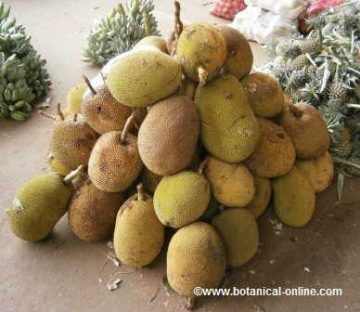 Jackfruits